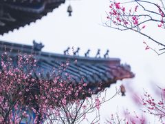 -梅花山(明孝陵内)