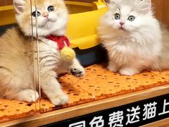 -欣宠猫屋·矮脚拿破仑·蓝金金渐层