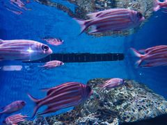 -华夏文旅西安度假区