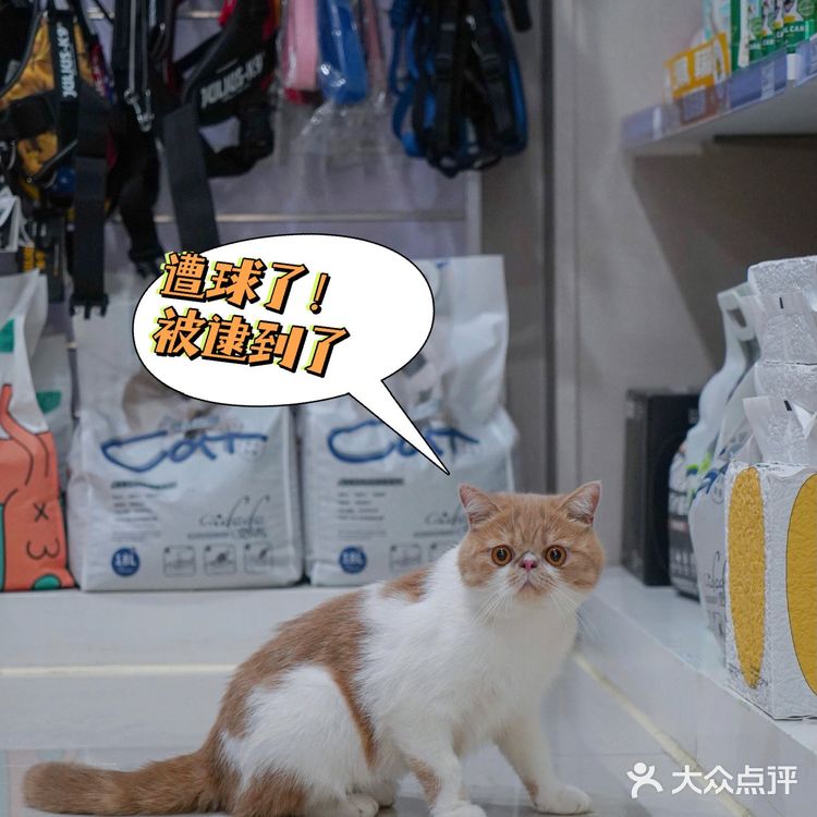 宇宙萌宠“甜茶🐱”日记|办个VIP做宠物届顶流🚀