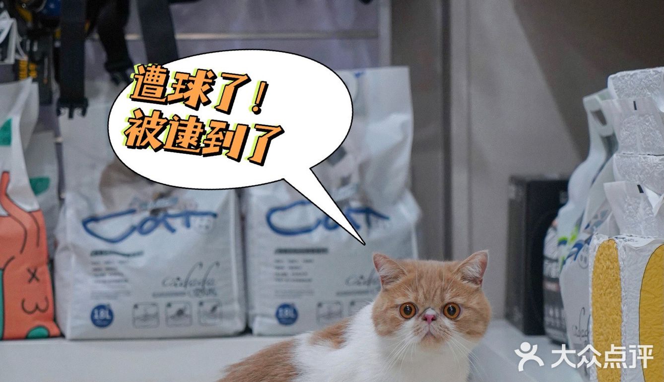 宇宙萌宠“甜茶🐱”日记｜办个VIP做宠物届顶流🚀
