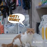宇宙萌宠“甜茶🐱”日记｜办个VIP做宠物届顶流🚀