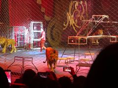 -珠海横琴长隆《卡卡虎奇遇记》