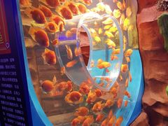 -芜湖新华联大白鲸海洋公园