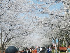 -高东镇樱花园