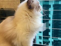 -楼上猫咖(罗湖店)
