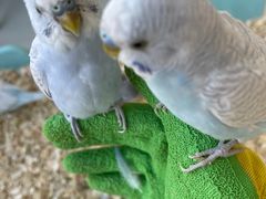 -怪兽屋·羊驼·猫咖·狗咖(俊华广场店)