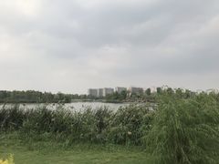 -九科绿洲