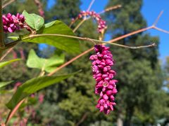 -国家植物园南园