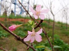 -天适樱花悠乐园