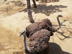 -西霞口神雕山野生动物世界