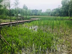 -昆山城市生态森林公园