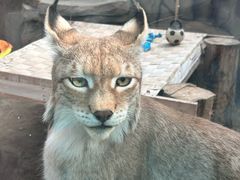 -青藏高原野生动物园