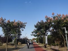 -上海长兴岛郊野公园