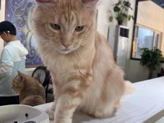 -猫小院猫主题餐厅(南锣旗舰店)