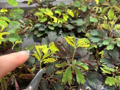 -鹿岛生活(熙地港店)