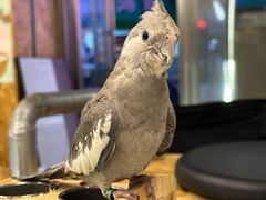 -吾叁·吉趣鸟咖(万科店)