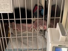 -宠颐生宠物医院·骨外科·犬猫全科诊疗中心(池州店)