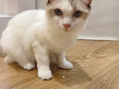 -COLOR PETS 撸猫馆·购猫·猫咖(长风大悦城店)