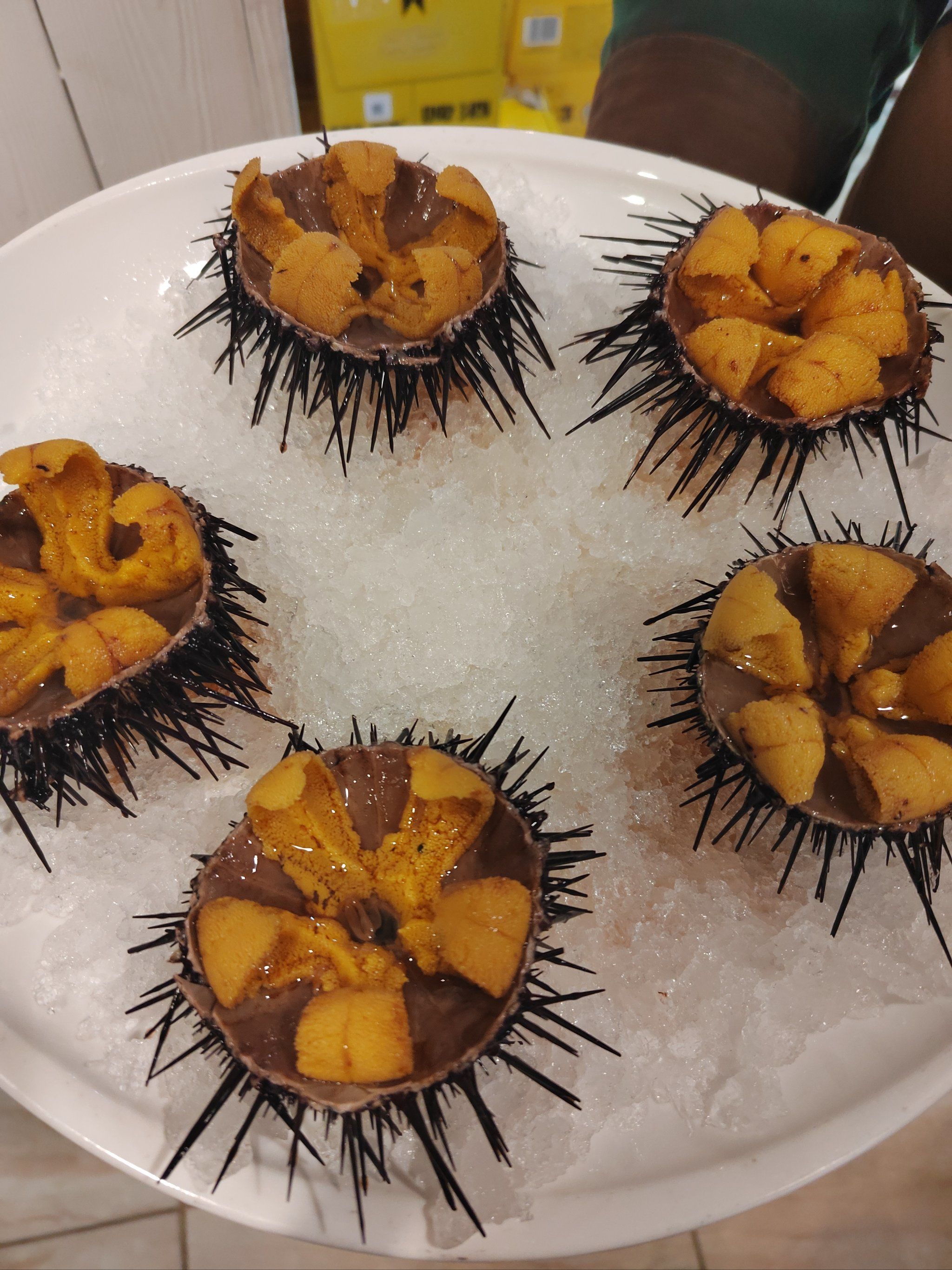 南山小渔村小平岛海胆