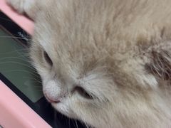 -安安宠医宠物医院·异宠·犬猫内科(岳阳分院)