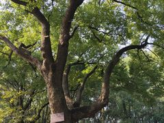 -东湖落雁景区