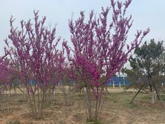 -永定河休闲森林公园