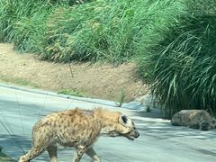 -北京野生动物园