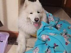 -美联众合动物医院·24h转诊中心