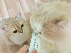 -喵园·猫主题咖啡厅·撸猫·猫咖(国贸店)