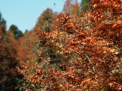 -山王坪喀斯特国家生态公园