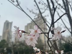 -和平公园
