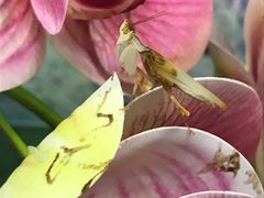 -上海大自然野生昆虫馆(东方明珠·爬宠昆虫探索中心)
