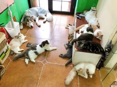 -李小姐の猫咖啡馆(五角场店)