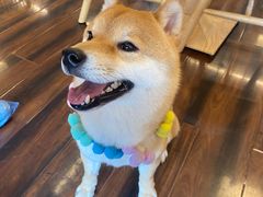-豆柴町-柴犬主题狗咖(红鼎国际C座店)