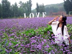 upload_pic-紫海香堤香草艺术庄园