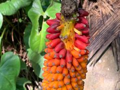 -中国科学院西双版纳热带植物园