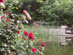 -静之湖湖畔餐厅