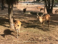 -清迈夜间动物园