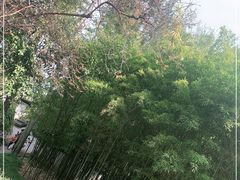 -秋霞圃