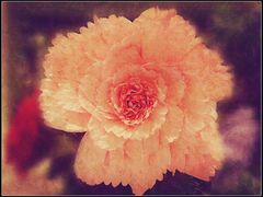 景观位-仁恒美食庭苑