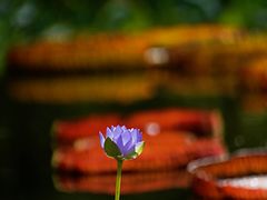 -国家植物园南园