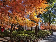 -上海共青森林公园