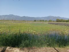 -野鸭湖国家湿地公园