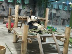 -栾川竹海野生动物园