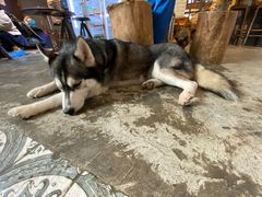 -more than meow吴止猫主题餐厅(承德 中船汇店)