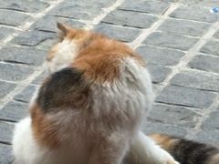 -猫岛主趣味餐厅(鼓浪屿店)