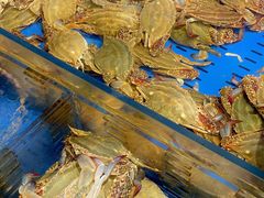 -开海·红岛海鲜虾水饺(石老人店)