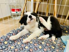 -MARSMART PETS火星宠物超市(1733店)