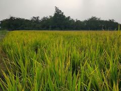 -尚果生态采摘园